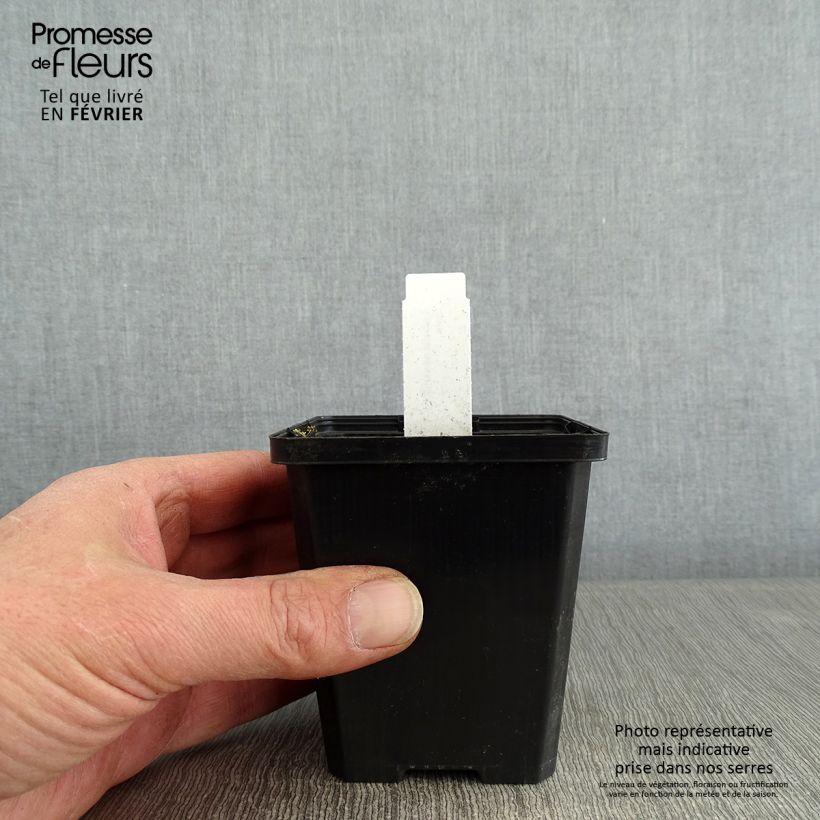 Amostra de Lobelia sessilifolia Vaso de 8/9 cm tal como entregue no inverno