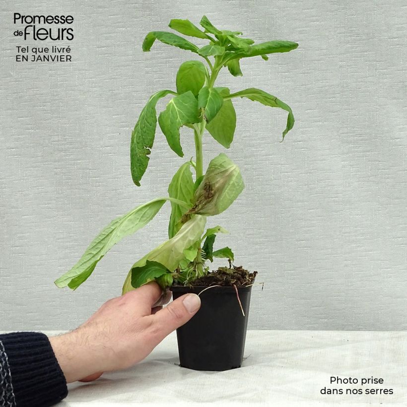 Amostra de Lobelia siphilitica Alba Vaso de 8/9 cm tal como entregue no inverno