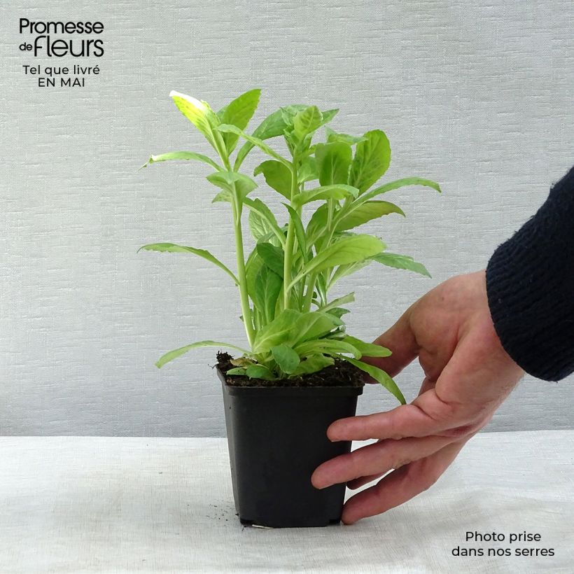 Amostra de Lobelia siphilitica Alba Vaso de 8/9 cm tal como entregue na primavera