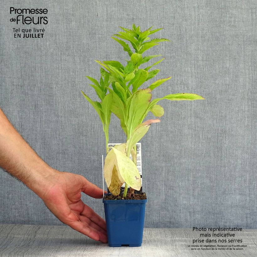 Amostra de Lobelia siphilitica Vaso de 8/9 cm tal como entregue no verão