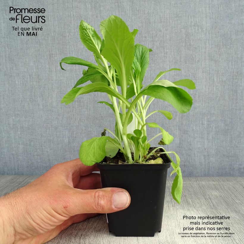 Amostra de Lobelia siphilitica Vaso de 8/9 cm tal como entregue na primavera