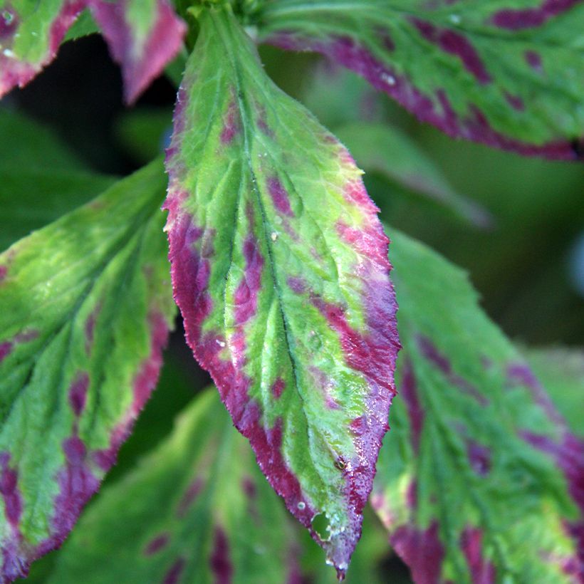 Lobelia siphilitica (Folhagem)