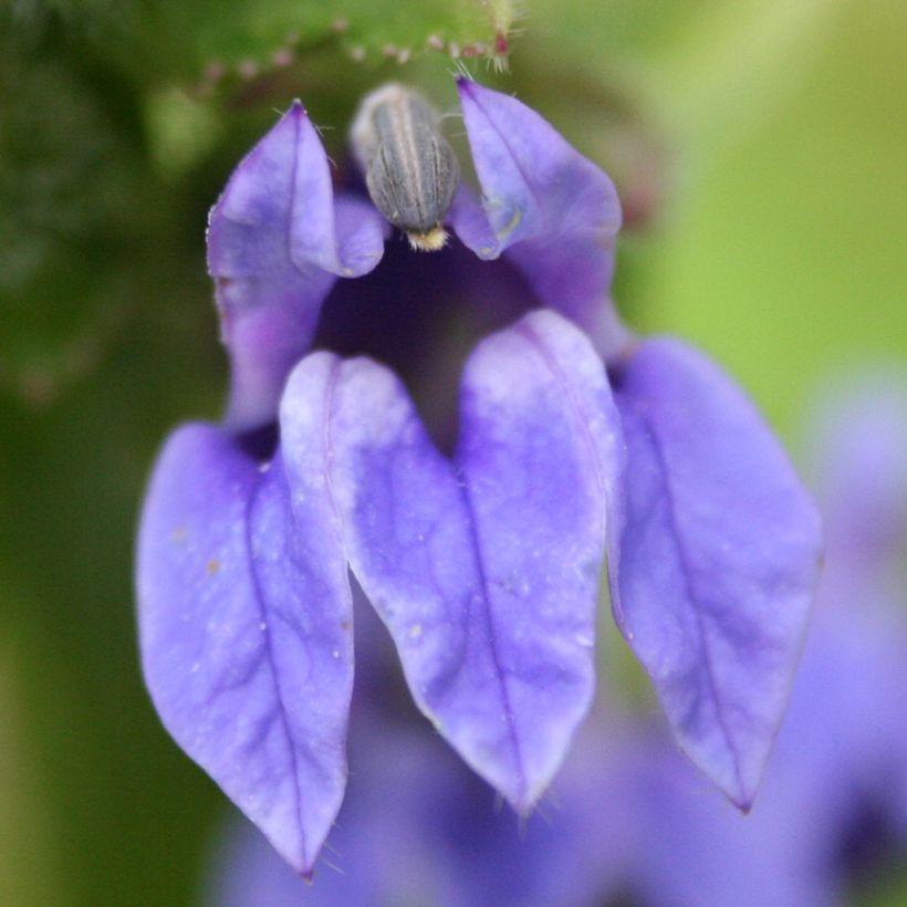 Lobelia siphilitica (Floração)
