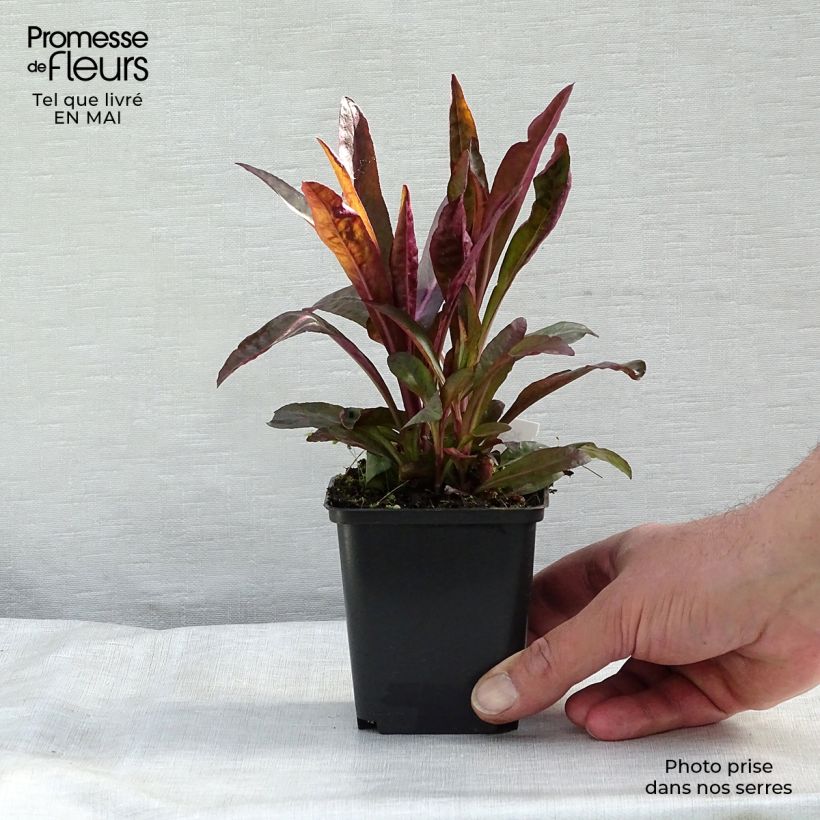 Amostra de Lobelia speciosa Russian Princess Vaso de 8/9 cm tal como entregue na primavera