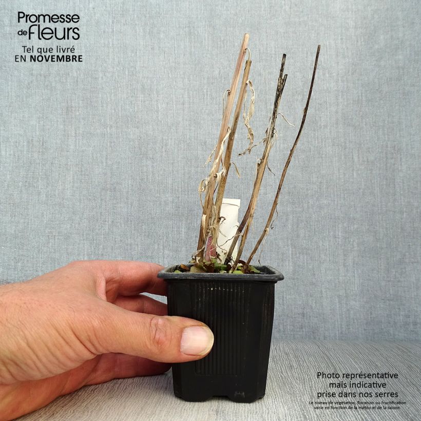 Amostra de Lobelia speciosa Russian Princess Vaso de 8/9 cm tal como entregue no outono