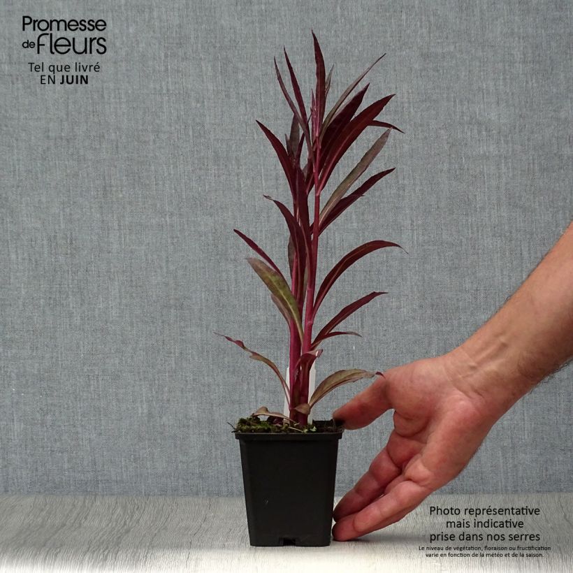 Amostra de Lobelia speciosa Russian Princess Vaso de 8/9 cm tal como entregue no verão