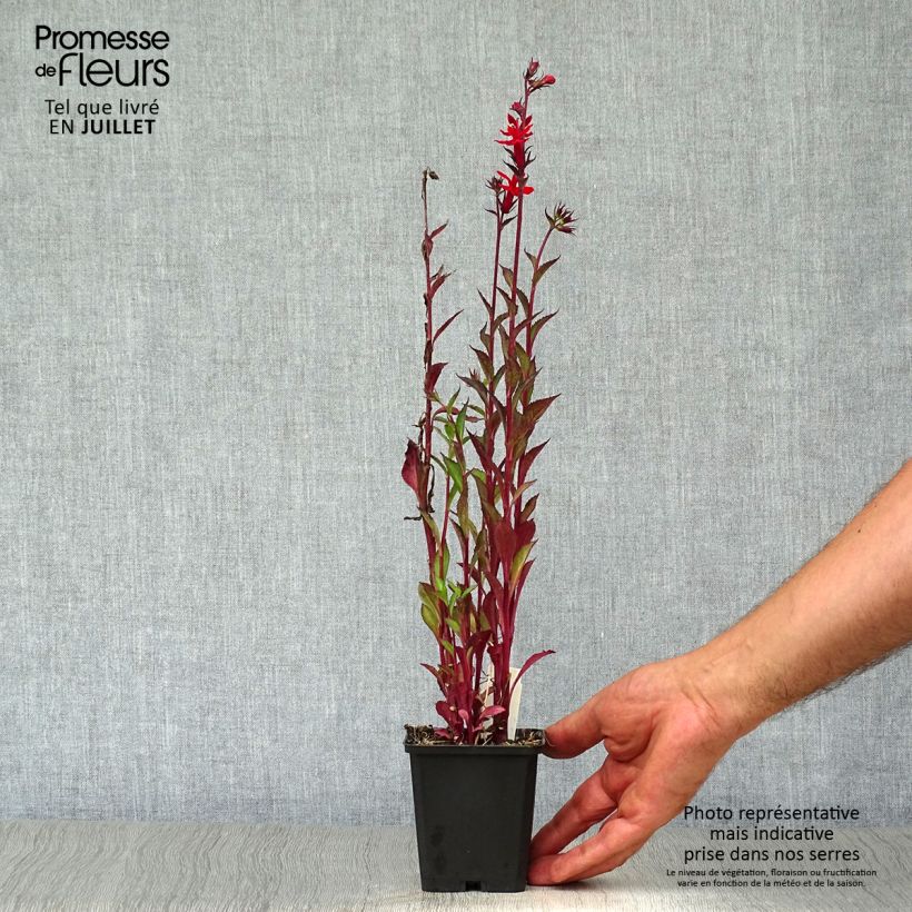 Amostra de Lobelia speciosa Starship Scarlet Vaso de 8/9 cm tal como entregue no verão