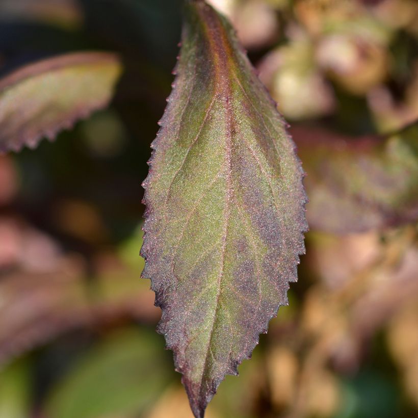 Lobelia speciosa Starship Scarlet (Folhagem)