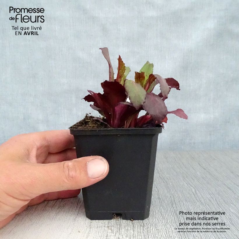 Amostra de Lobelia speciosa Starship Scarlet Vaso de 8/9 cm tal como entregue na primavera