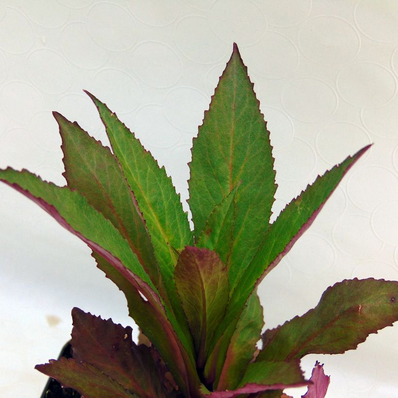 Lobélia speciosa Tania (Folhagem)