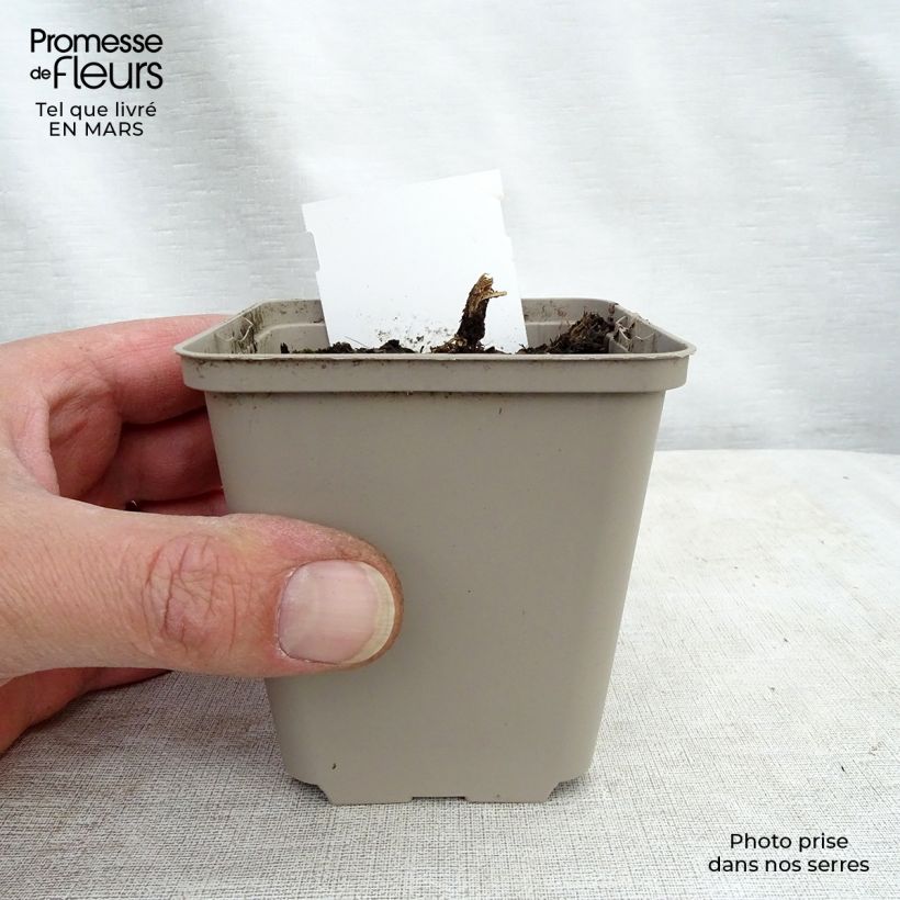 Amostra de Lobelia speciosa Tania Vaso de 7/8 cm tal como entregue no inverno