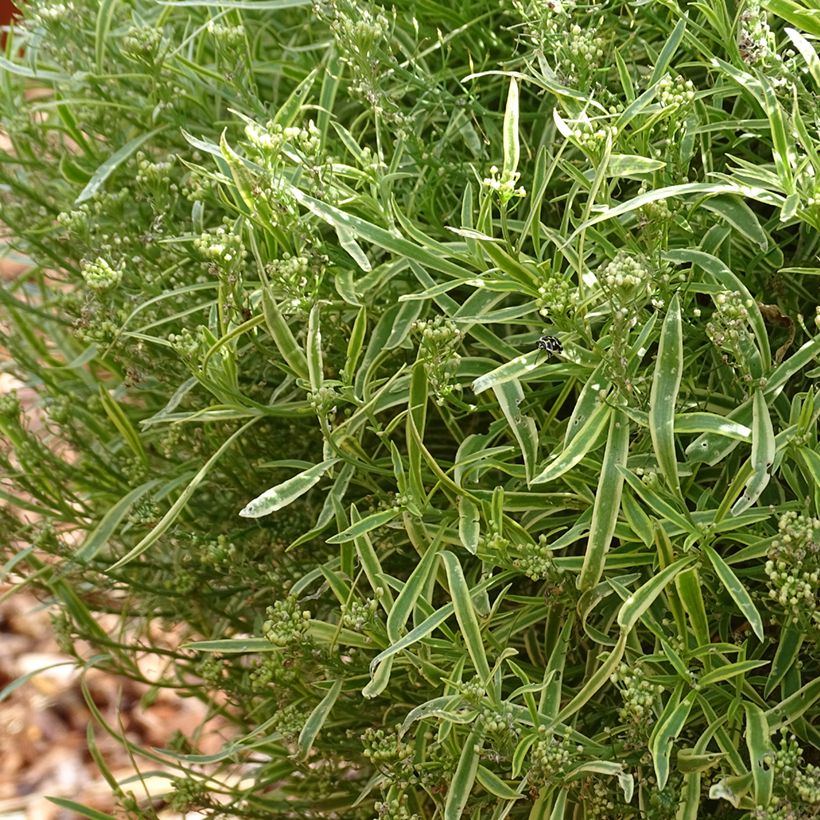Alisso Primavera Princess (Hábito)
