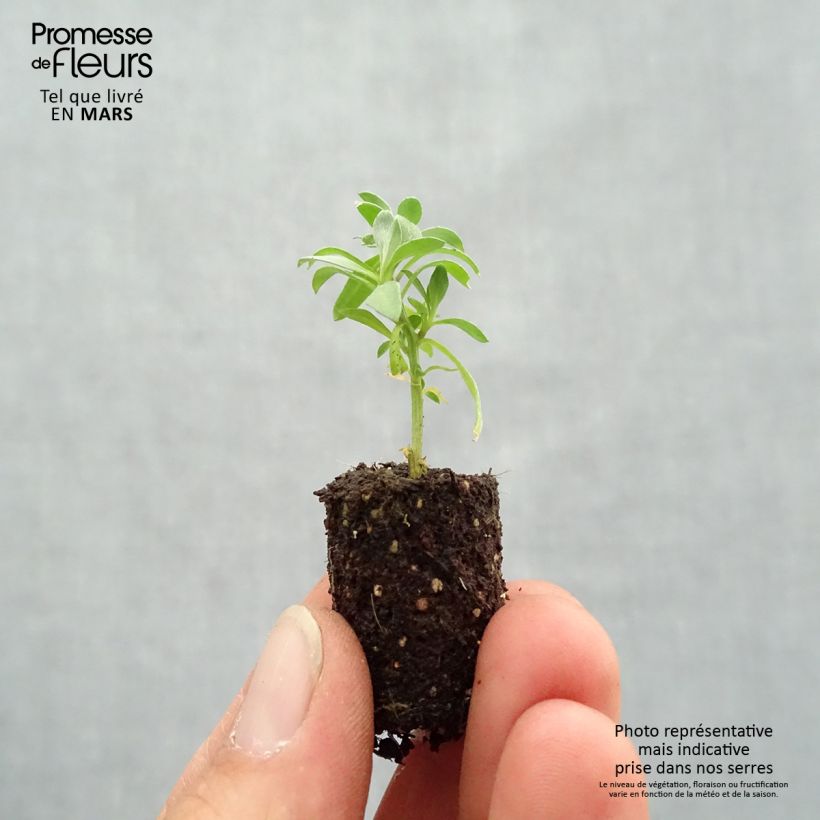 Amostra de Lobularia Princess in Purple - Alysse odorant Mini-torrão Ø 1,5/2,5 cm tal como entregue na primavera