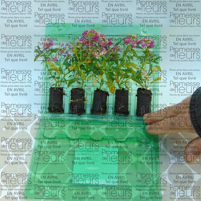 Exemplo de amostra de Lobularia Raspberry Stream - Alysse odorant Mini-torrão Ø 3/4 cm tal como entregue