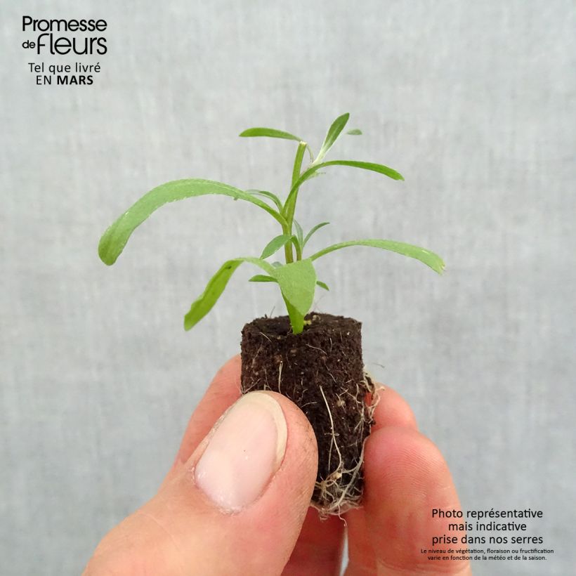 Amostra de Lobularia Snow Princess - Alysse odorant Mini-torrão Ø 1,5/2,5 cm tal como entregue na primavera