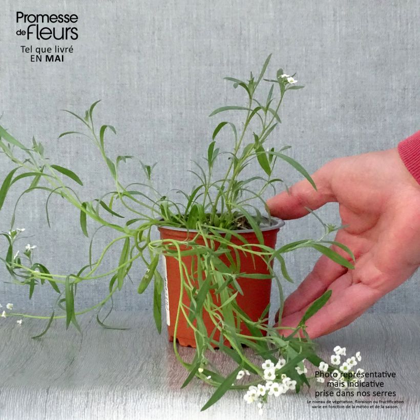 Amostra de Lobularia Snow Princess - Alysse odorant Vaso de 8/9 cm tal como entregue na primavera