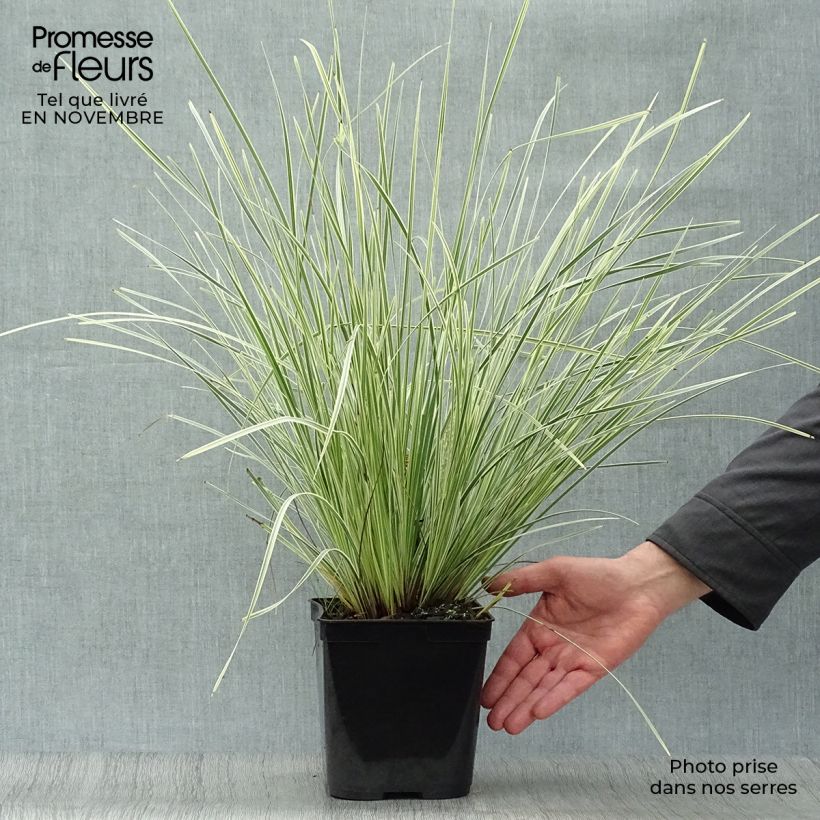 Amostra de Lomandra longifolia White Sands Vaso de 2 L/3 L tal como entregue no outono
