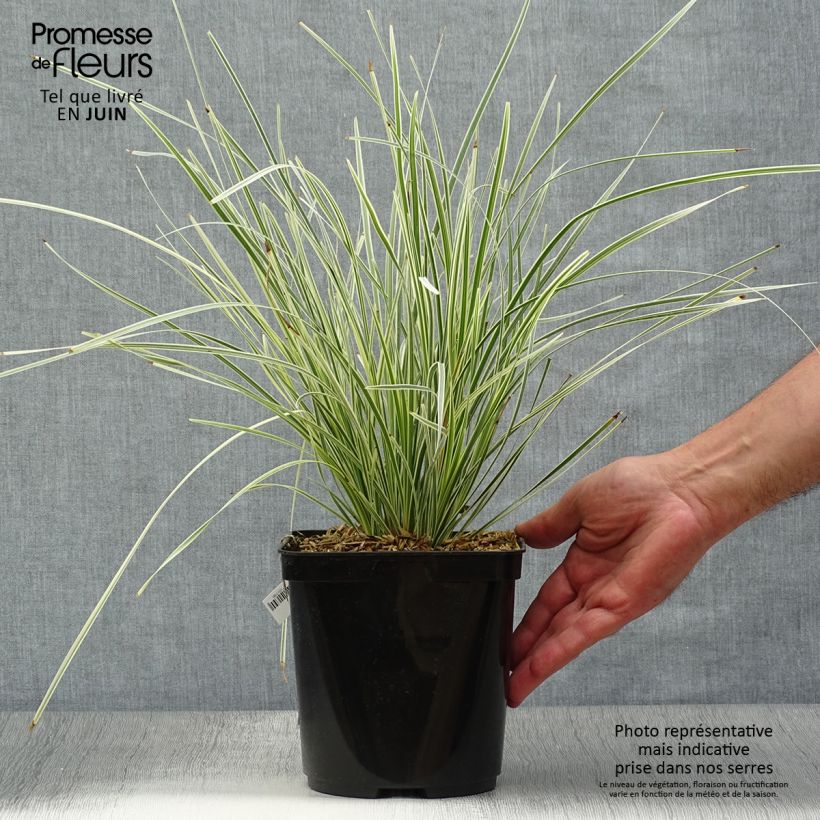 Amostra de Lomandra longifolia White Sands Vaso de 2 L/3 L tal como entregue no verão