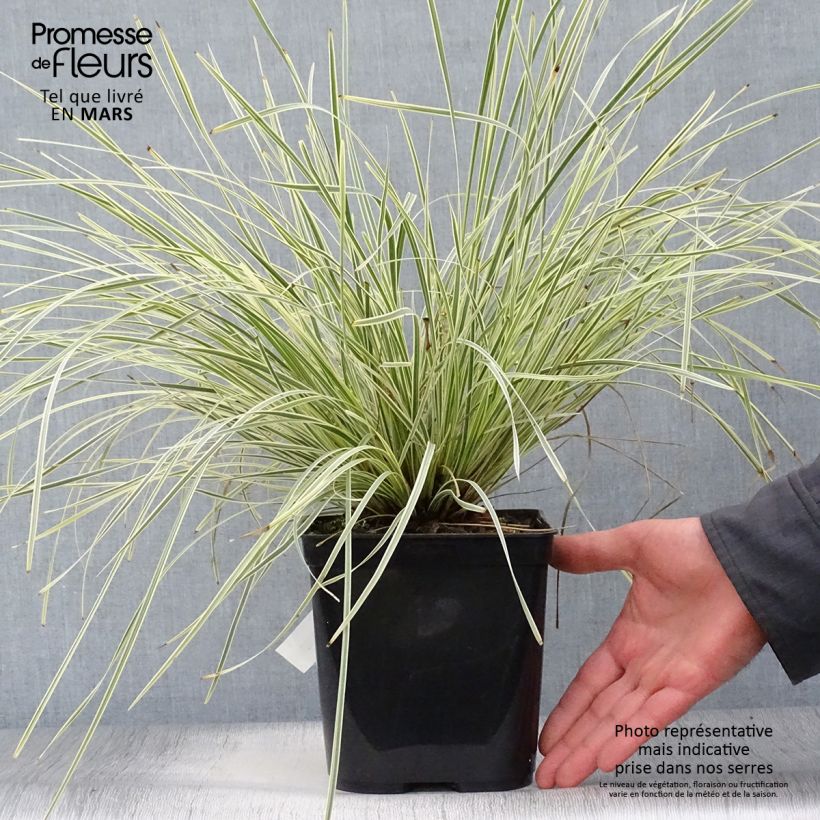 Amostra de Lomandra longifolia White Sands Vaso de 2 L/3 L tal como entregue na primavera