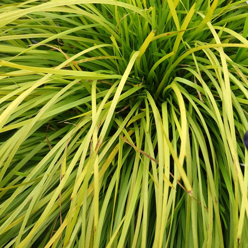 Lomandra longifolia Miner's Gold (Folhagem)