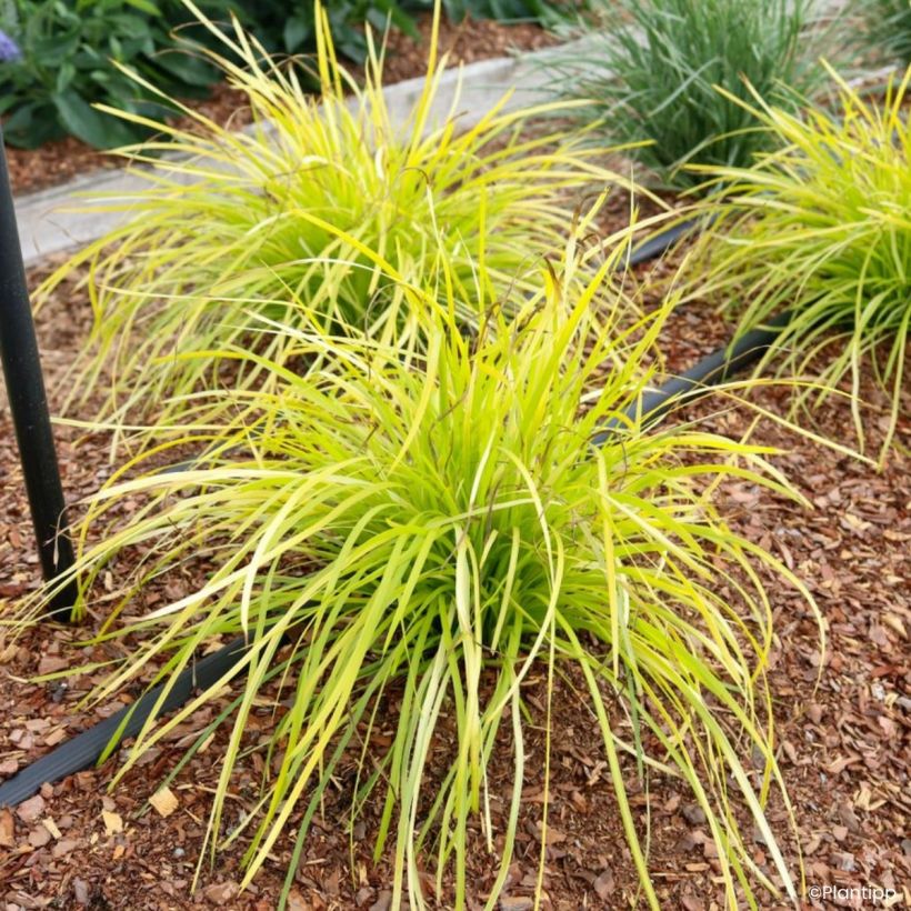 Lomandra longifolia Miner's Gold (Hábito)