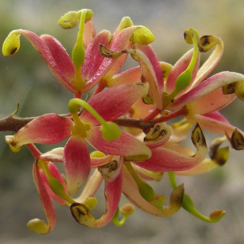 Lomatia ferruginea (Floração)