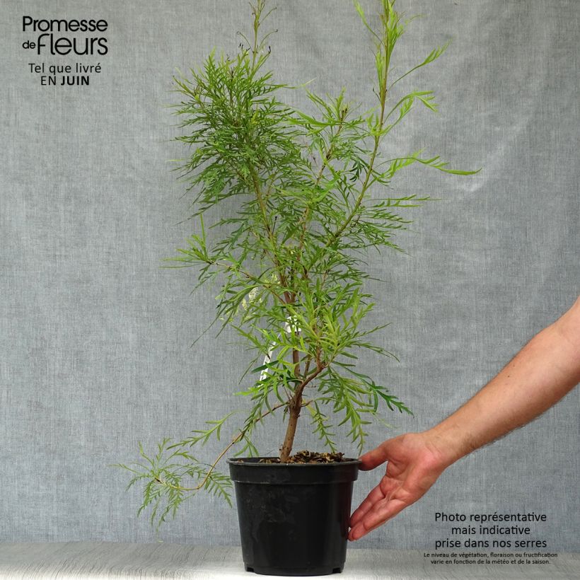 Amostra de Lomatia silaifolia Vaso de 3 L/4 L tal como entregue no verão