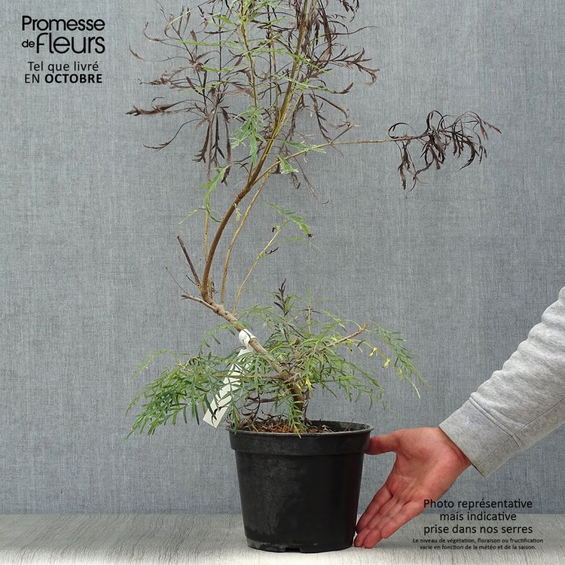 Amostra de Lomatia silaifolia Vaso de 3 L/4 L tal como entregue no outono