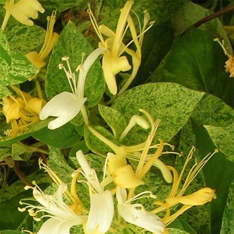 Madressilva-do-japão Mint Crisp - Lonicera japonica (Floração)