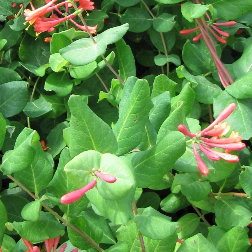 Lonicera × brownii (Folhagem)