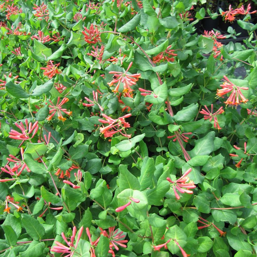 Lonicera × brownii (Floração)