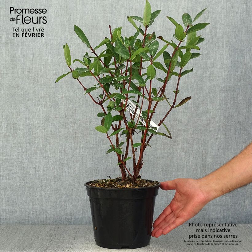 Amostra de Lonicera caerulea var. kamtschatica Boreal Beauty Vaso de 3 L/4 L tal como entregue no outono