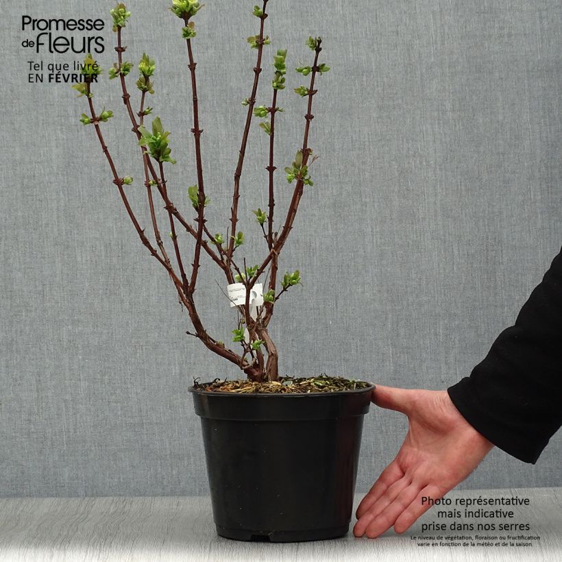 Amostra de Lonicera caerulea var. kamtschatica Boreal Beauty Vaso de 3 L/4 L tal como entregue no inverno