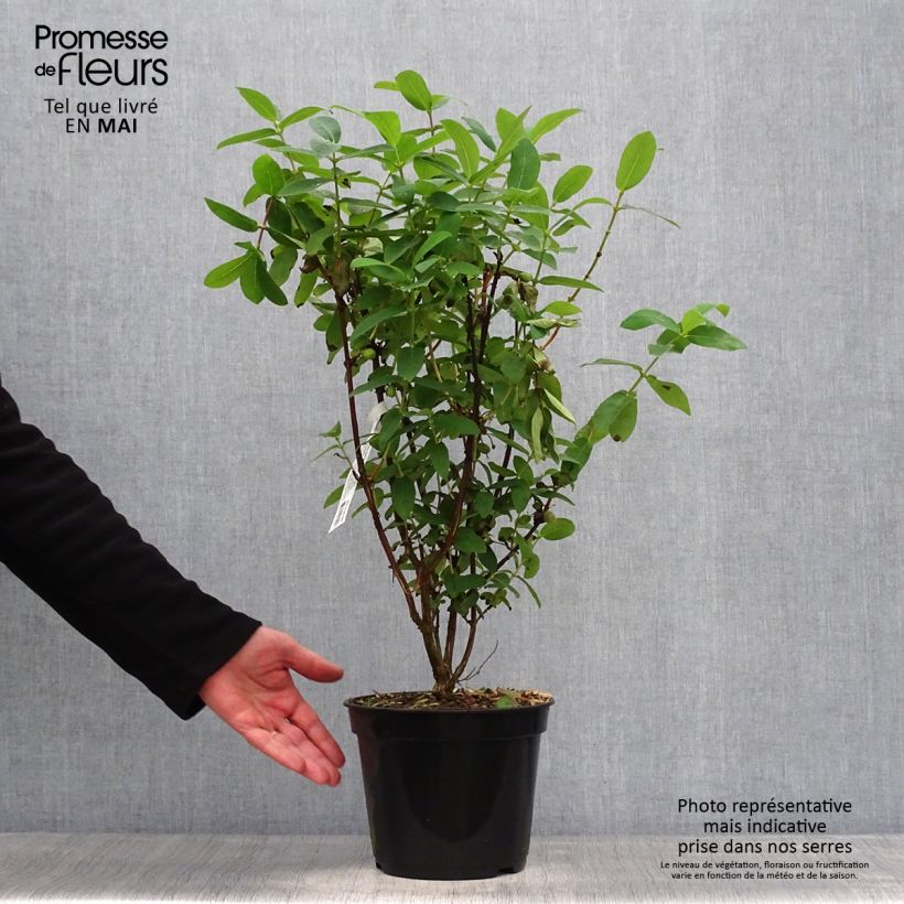 Amostra de Lonicera caerulea var. kamtschatica Boreal Beauty Vaso de 3 L/4 L tal como entregue na primavera