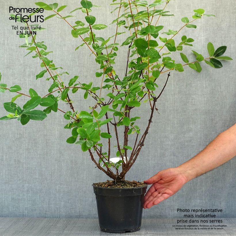 Amostra de Lonicera caerulea var. kamtschatica Strawberry Sensation Vaso de 3 L/4 L tal como entregue no verão