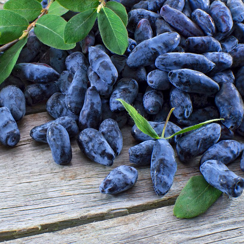 Lonicera caerulea var. kamtschatica Strawberry Sensation (Colheita)