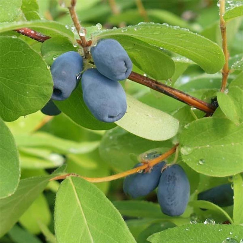 Lonicera caerulea subsp. kamtschatica (Colheita)