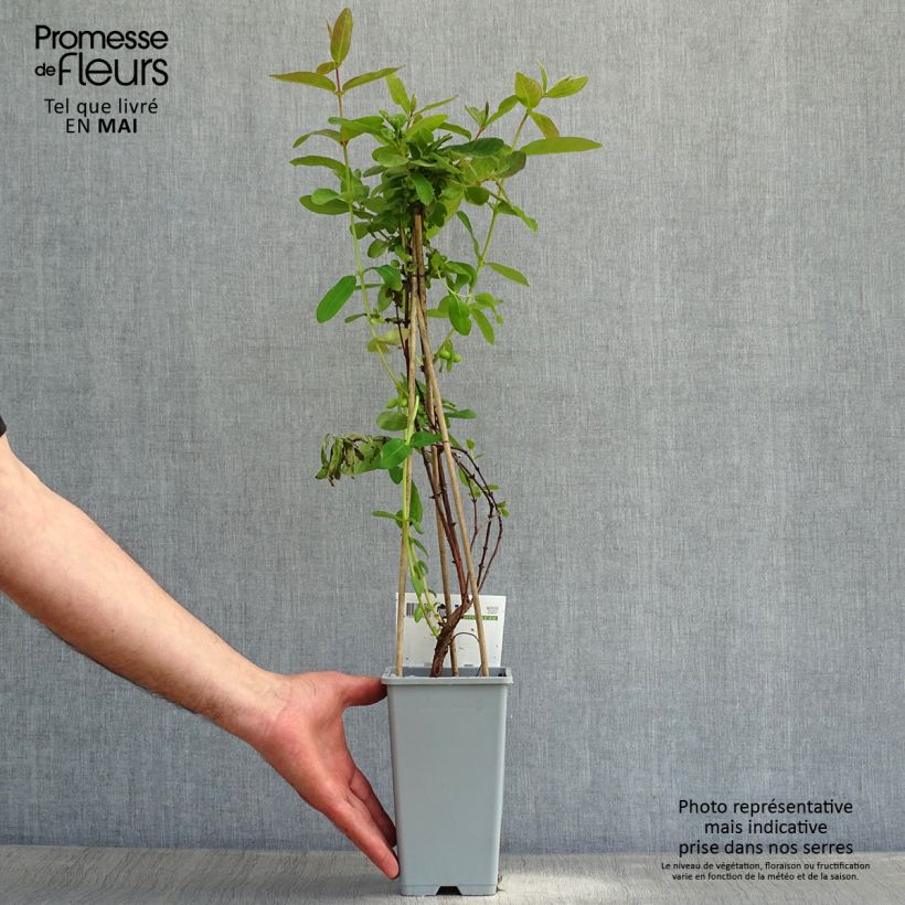 Amostra de Lonicera caerulea subsp. kamtschatica Vaso de 1,5 L/2 L tal como entregue na primavera