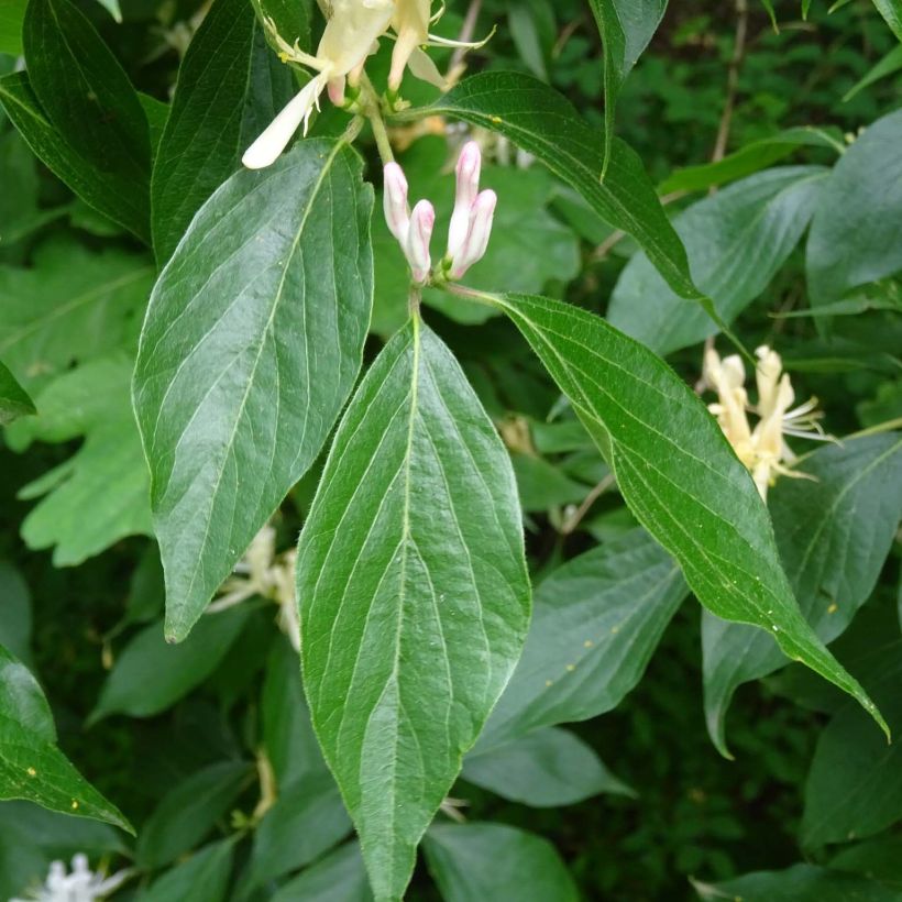 Lonicera caprifolium (Folhagem)