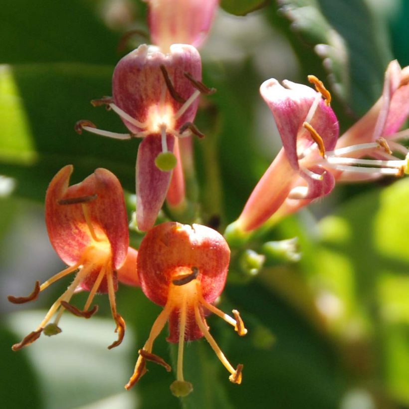Lonicera henryi (Floração)