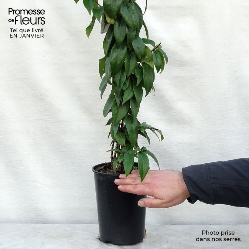 Amostra de Chèvrefeuille de Henry - Lonicera henryi Copper Beauty Vaso de 2 L/3 L tal como entregue no inverno