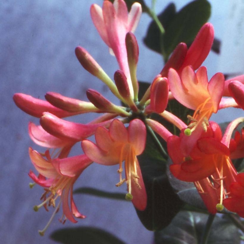 Lonicera Celestial (Floração)