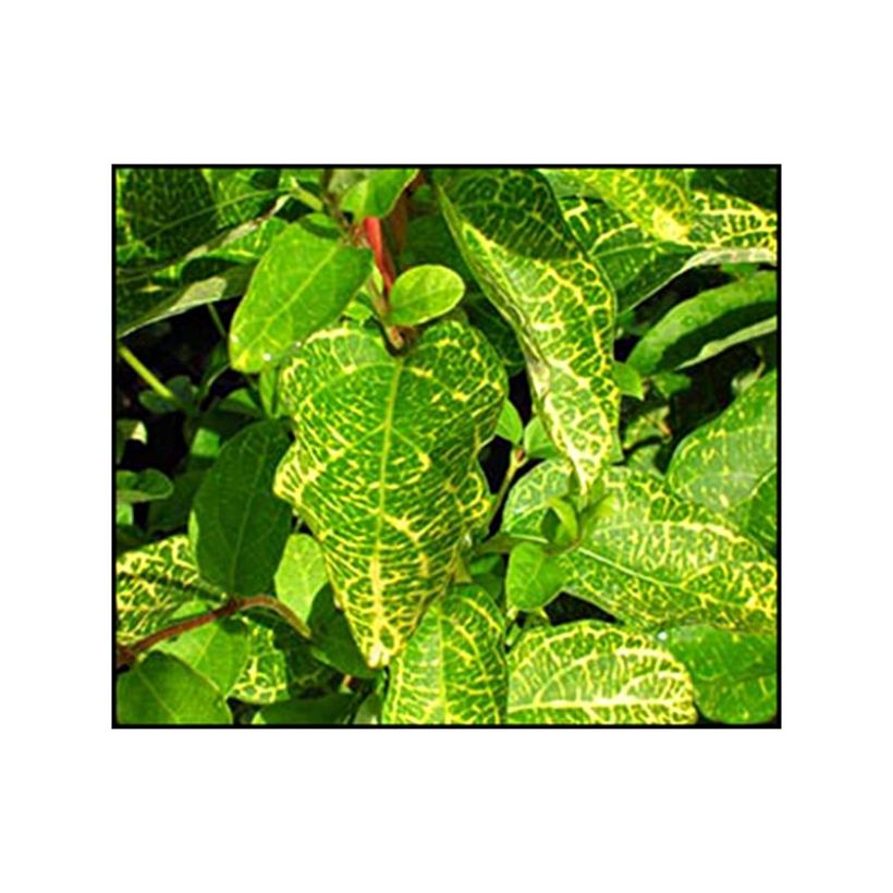 Madressilva-do-japão Aureoreticulata - Lonicera japonica (Folhagem)
