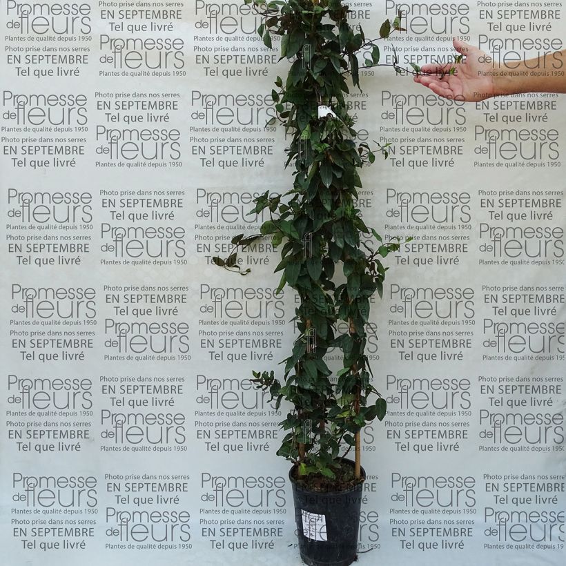 Exemplo de amostra de Lonicera japonica Pink Aperitif - Chèvrefeuille du Japon Vaso de 3 L/4 L tal como entregue