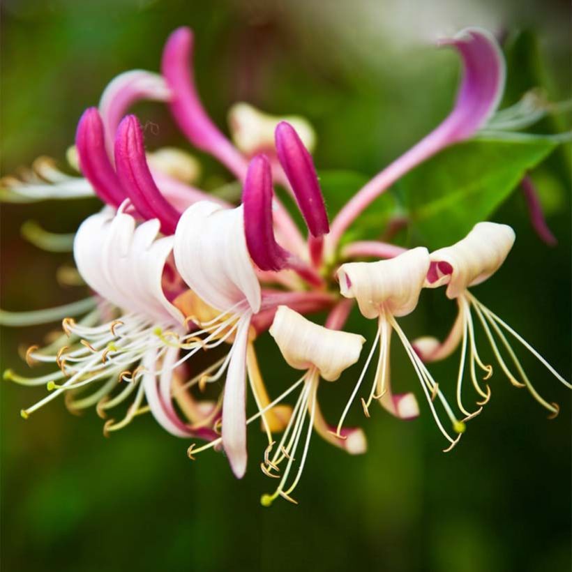 Madressilva-do-japão Sinensis - Lonicera japonica (Floração)