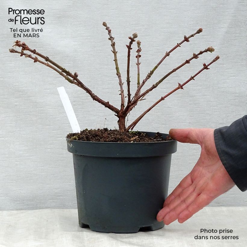 Amostra de Madressilva-azul Duet - Lonicera caerulea Vaso de 1,5 L/2 L, Arbusto tal como entregue na primavera