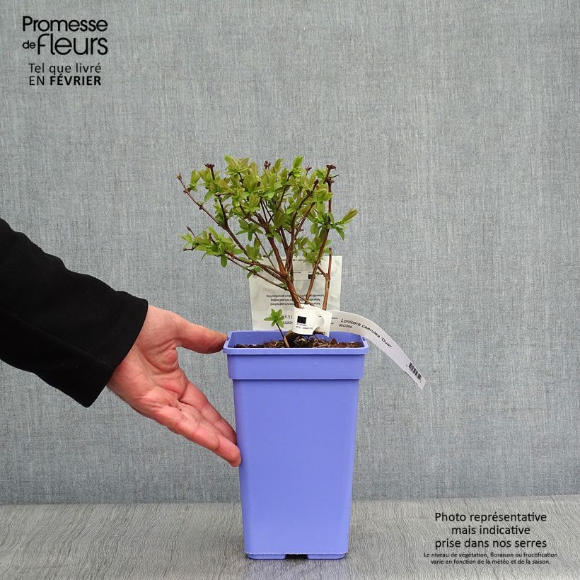 Amostra de Lonicera kamtschatica Duet - Baie de mai Vaso de 1,5 L/2 L, Arbusto tal como entregue no inverno