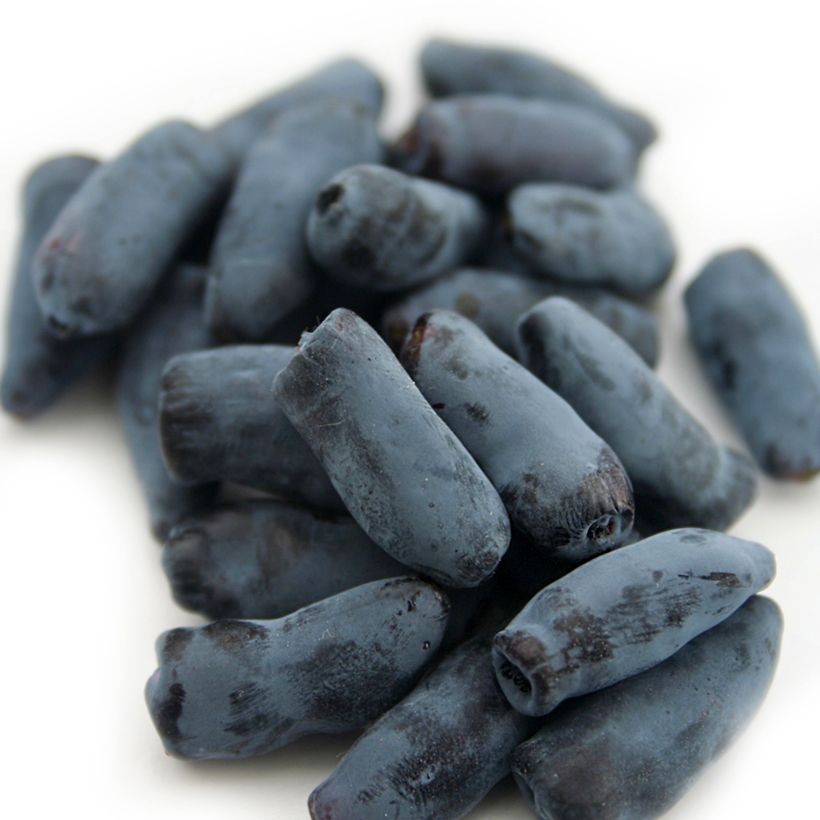 Madressilva azul Fialka - Lonicera caerulea (Colheita)