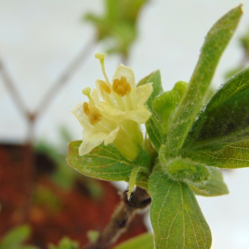 Lonicera kamtschatica Sweet Myberry (Floração)
