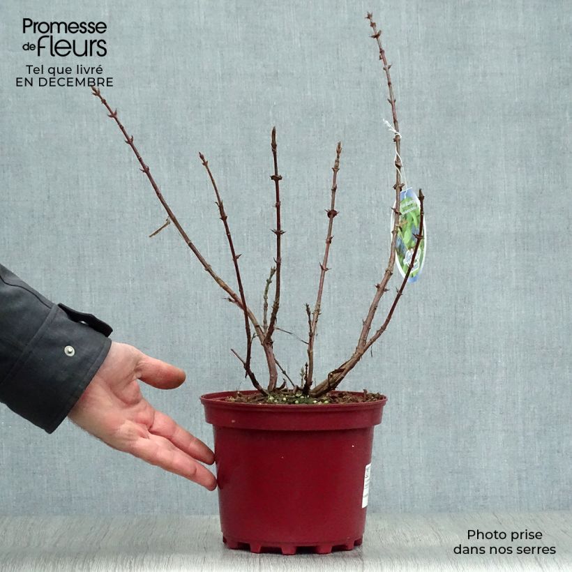 Amostra de Lonicera kamtschatica Sweet Myberry - Baie de mai Vaso de 3 L/4 L tal como entregue no inverno